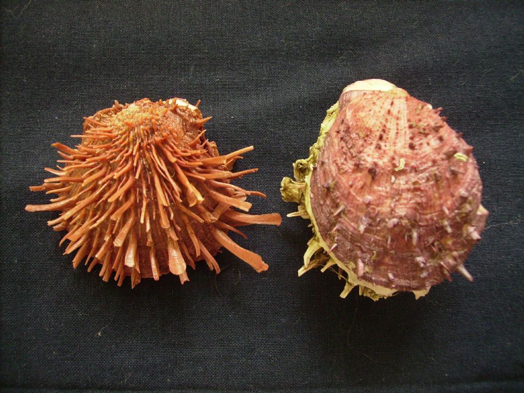 Spondylus cevikeri e Spondylus gaederopus:serie di crescita